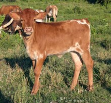 Woody x Sunny heifer
